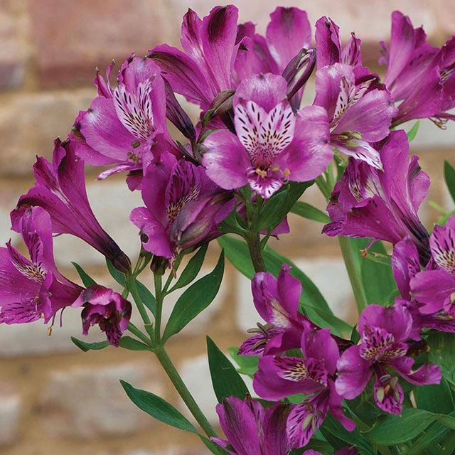 Top 10 loài hoa màu tím đẹp, được yêu thích nhất 2024