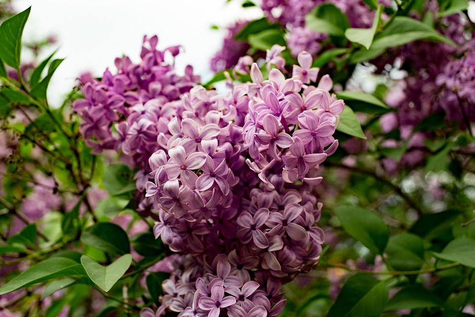 Ý nghĩa hoa tử đinh hương (Lilac), Đặc điểm và Công dụng của Lilac