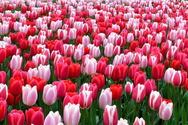 Hoa tulip - loài hoa xinh đẹp với nhiều ý nghĩa sâu sắc – HoaĐẹp365