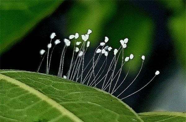 Hoa Ưu Đàm Là Gì? Sự Thật Hoa Ưu Đàm 3000 Năm Mới Nở 1 Lần