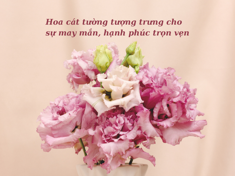 Hoa Cát Tường: Ý Nghĩa Theo Màu, Nguồn Gốc & Đặc Điểm
