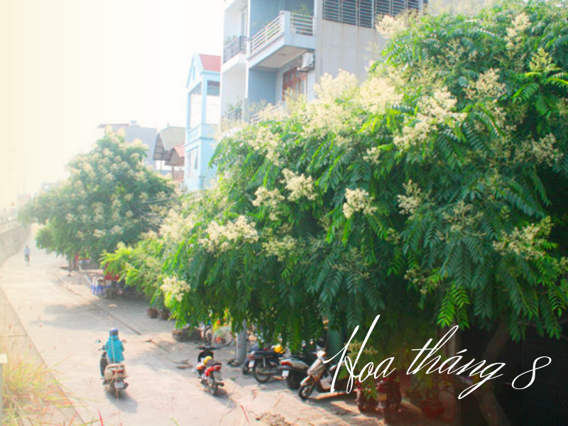 Hoa Tháng 8: Khúc giao mùa chuyển mình sang thu  2026