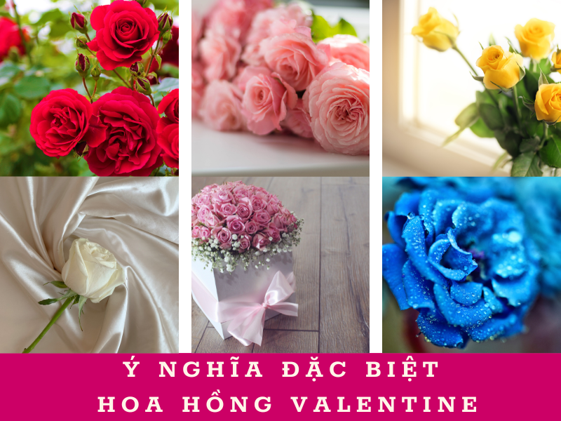 Ý Nghĩa, Số Lượng Hoa Hồng Valentine Thể Hiện Lời Yêu 2024