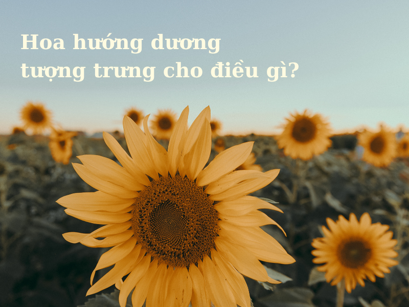 Hoa hướng dương: Nguồn gốc, đặc điểm & ý nghĩa hoa hướng dương trong cuộc sống