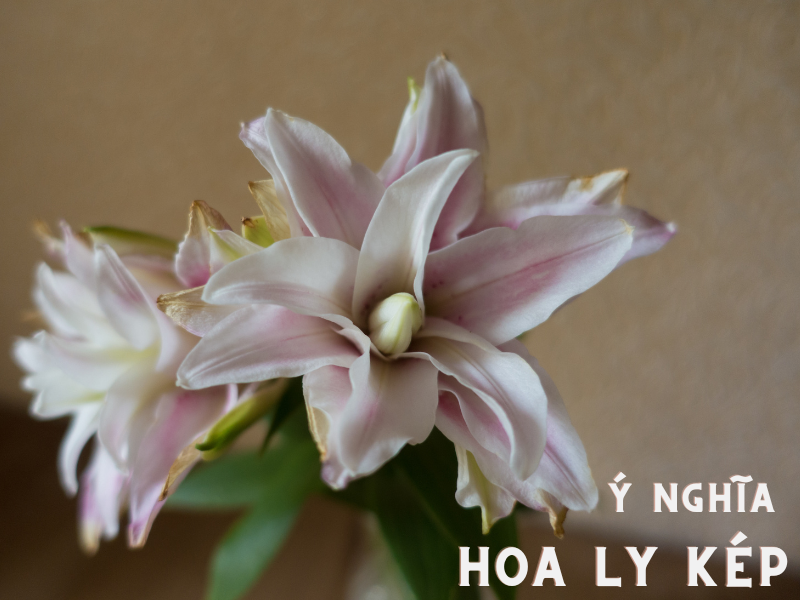 Hoa ly kép (Roselily) Loài Hoa “Đắt Đỏ