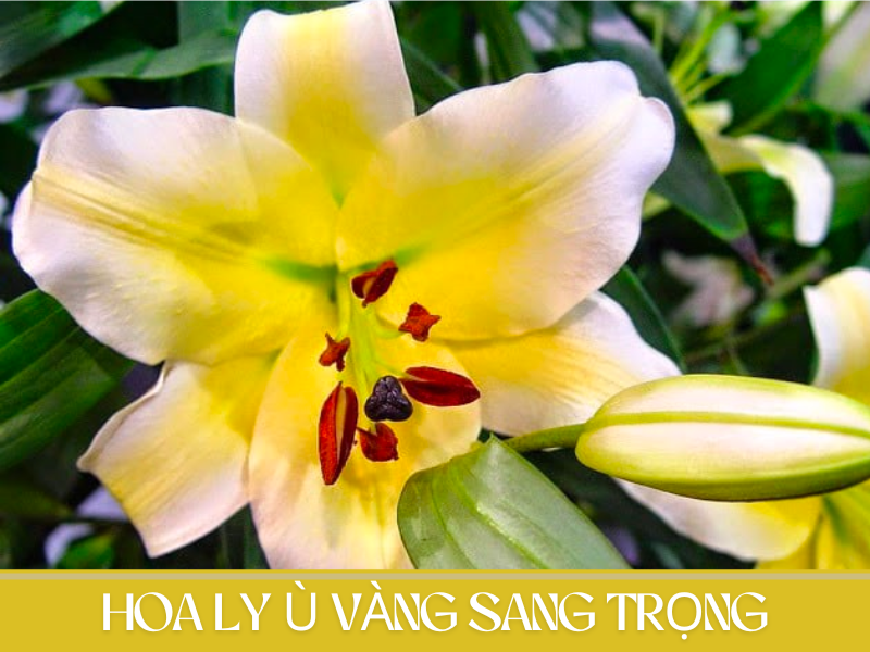 Ly Vàng Ù - Một Siêu Phẩm Sang Trọng & Nhiều Ý Nghĩa 2026