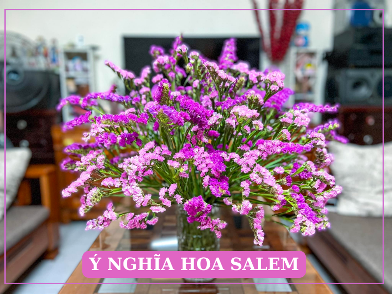 Hoa Salem Mang Ý Nghĩa Vĩnh Cửu, Sự Thương Nhớ Da Diết