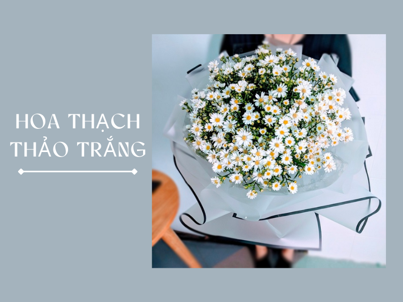 Hoa Thạch Thảo Trắng có Ý Nghĩa gì & Vẻ Đẹp Thanh Tú