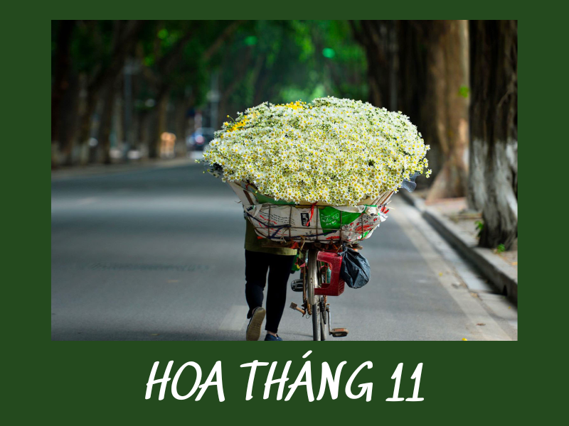 Hoa Tháng 11: Chiêm Ngưỡng Ngắm Sắc Hoa Rực Rỡ 2026