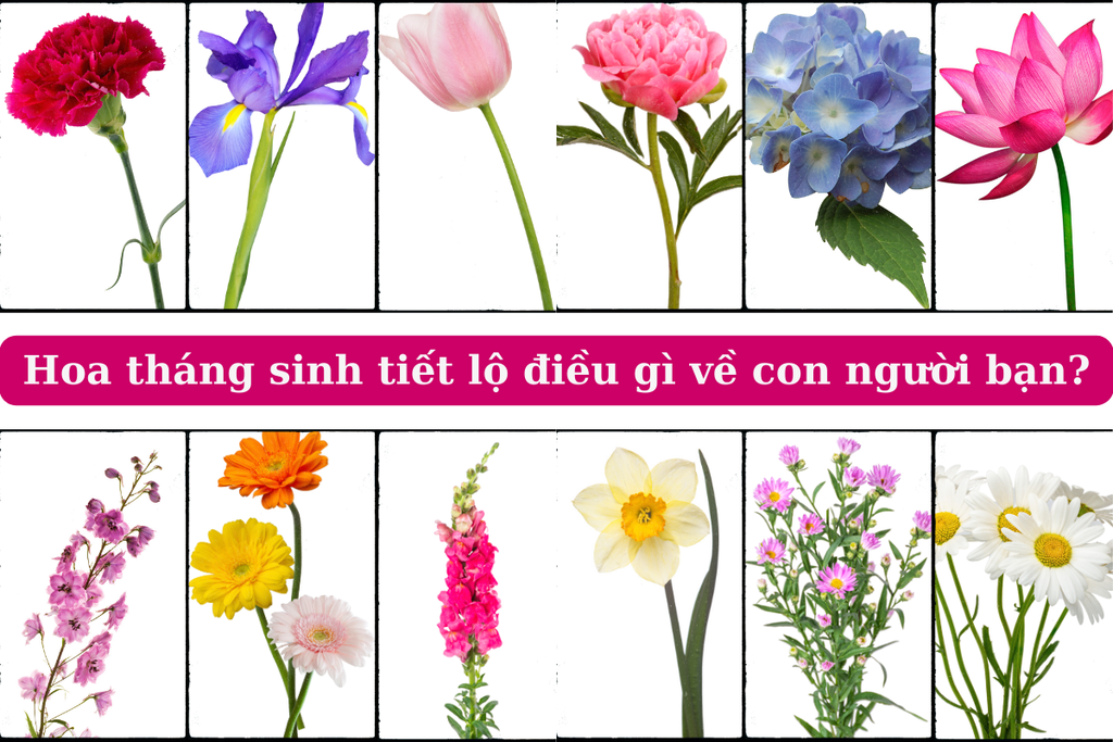 12 Loài Hoa Tượng Trưng Cho 12 Tháng Sinh Đem Tài Lộc 2026