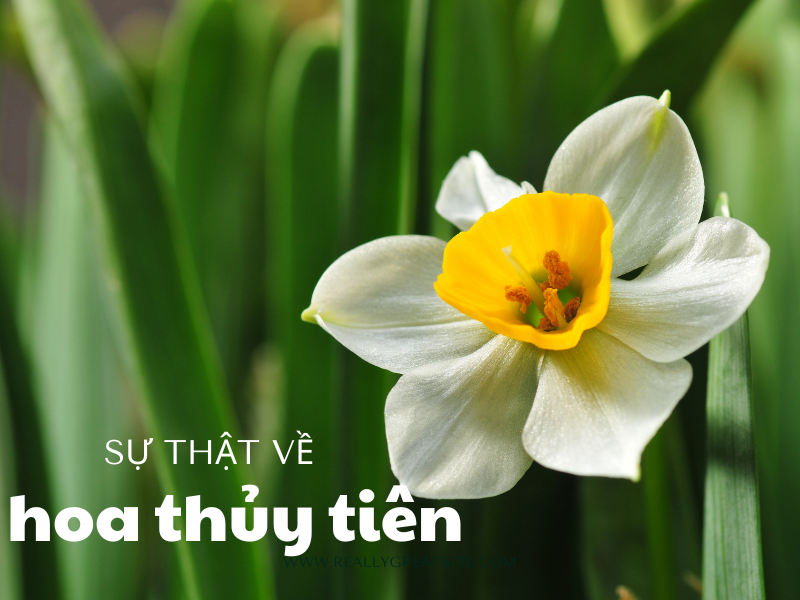 Hoa Thủy Tiên: Ý Nghĩa Theo Màu Sắc, Bí Mật & Cách Trồng