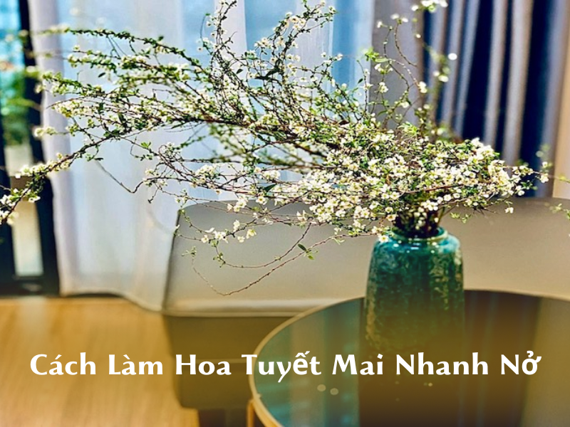Hoa tuyết mai chưng Tết đẹp, ý nghĩa & cách cắm hoa được tươi lâu