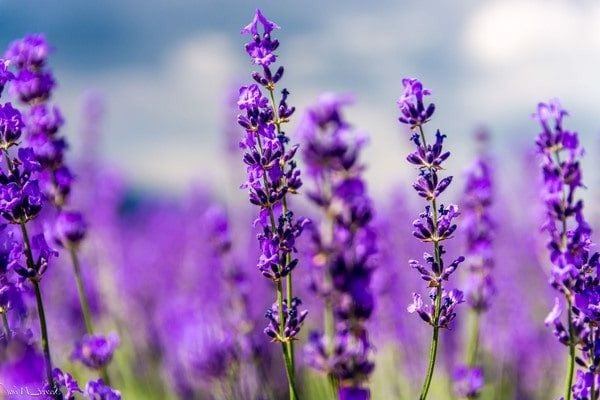 Photo - Ngắm cánh đồng hoa oải hương tuyệt đẹp trên đất Pháp
