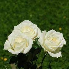 Hoa hồng trắng và những điều về chúng