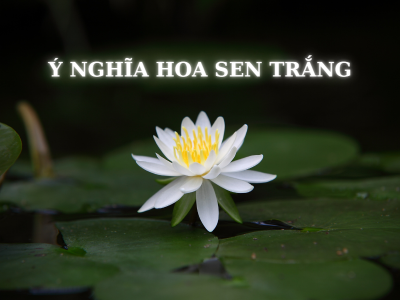 Ý Nghĩa Hoa Sen Trắng và Hình Ảnh Sen Trắng Đẹp 2026