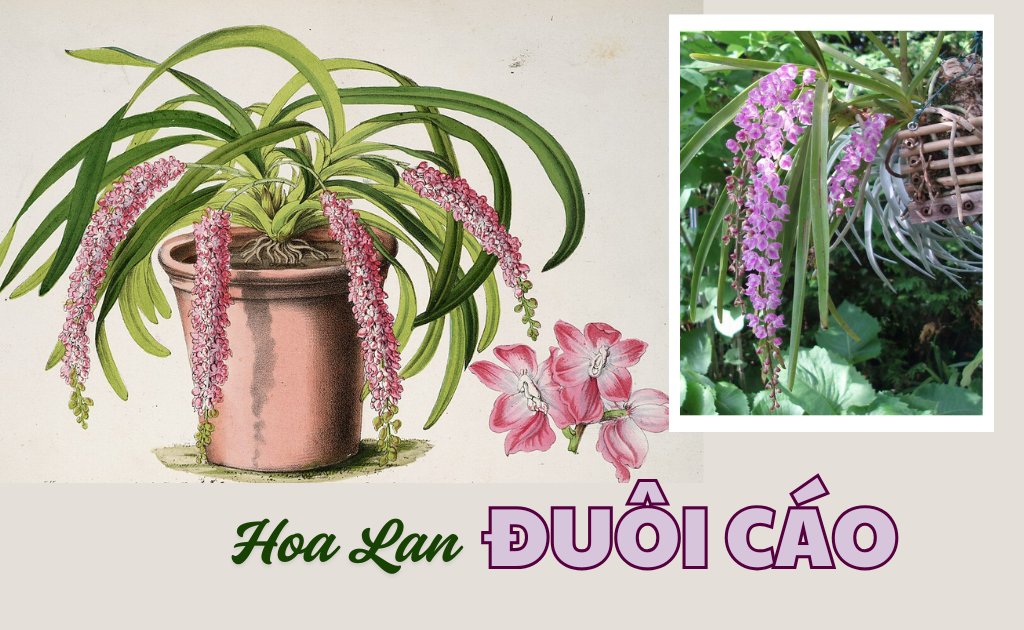 Lan đuôi cáo: Đặc điểm, cách phân biệt, trồng và chăm sóc ra hoa nhiều
