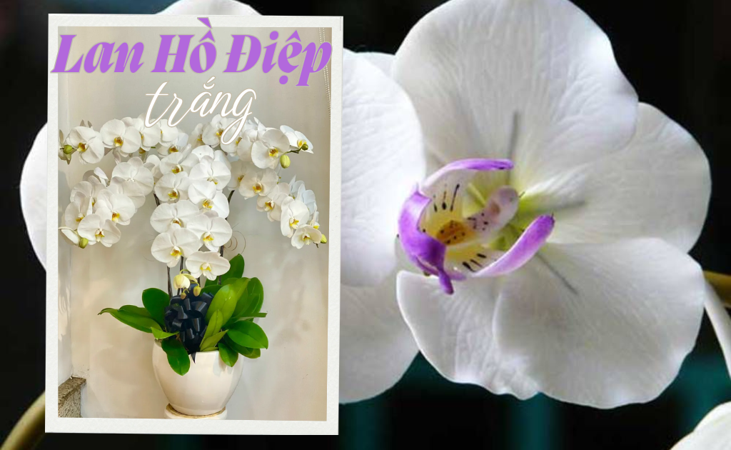 Lan Hồ Điệp trắng - Ý nghĩa, nguồn gốc và cách chăm sóc đơn giản