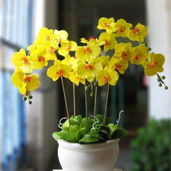 Ý nghĩa Lan Hồ Điệp vàng mang lại nhiều may mắn cho gia chủ, sang trọng