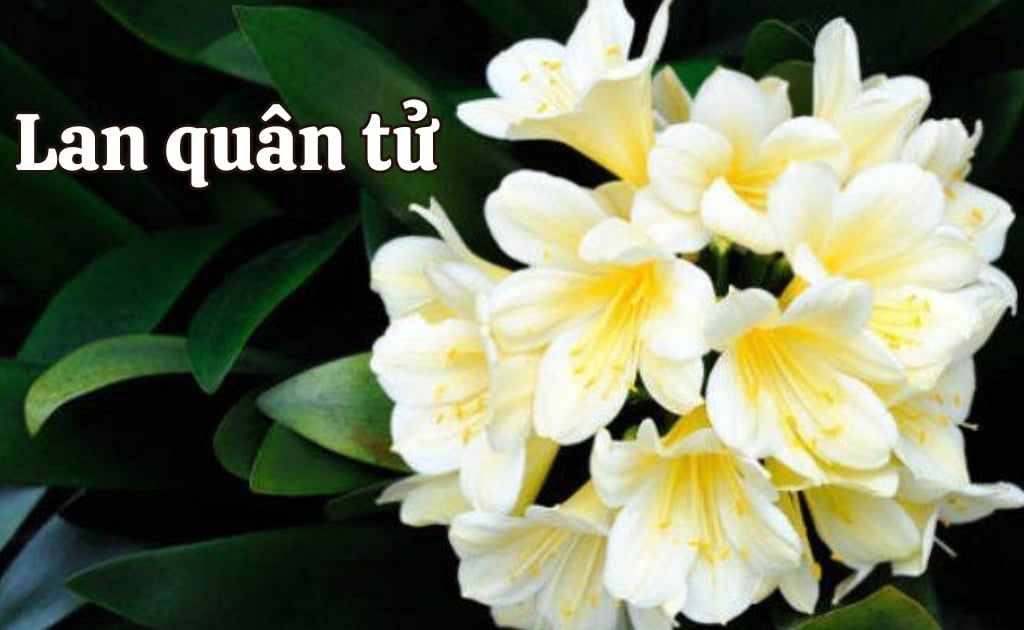 Hoa lan Quân Tử: Ý nghĩa, công dụng, cách chăm sóc cây ra hoa