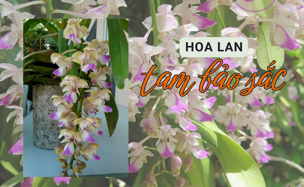 Hoa Lan Tam Bảo Sắc - Phân loại, cách trồng và chăm sóc đơn giản