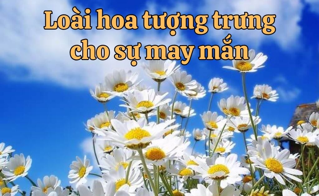 Top 20 loài hoa tượng trưng cho sự may mắn bình an hạnh phúc