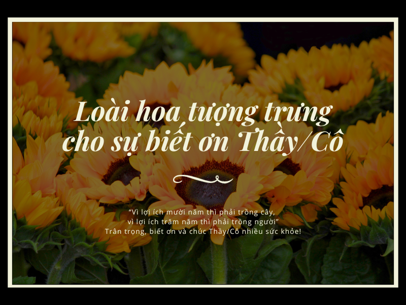 10+ Loài Hoa Tri Ân Thầy Cô Ý Nghĩa Sâu Sắc Nhất (Cập Nhật 2026)