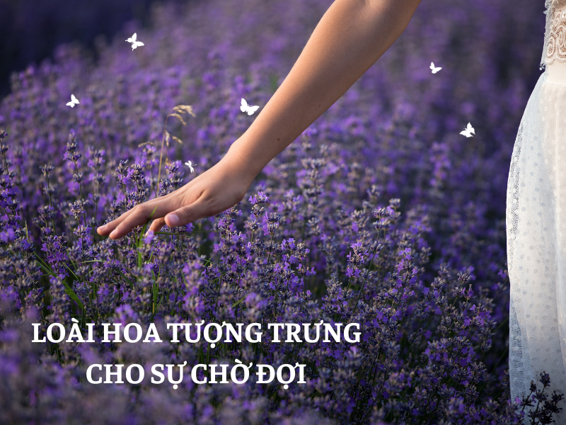 5 Loài Hoa Tượng Trưng Cho Sự Chờ Đợi