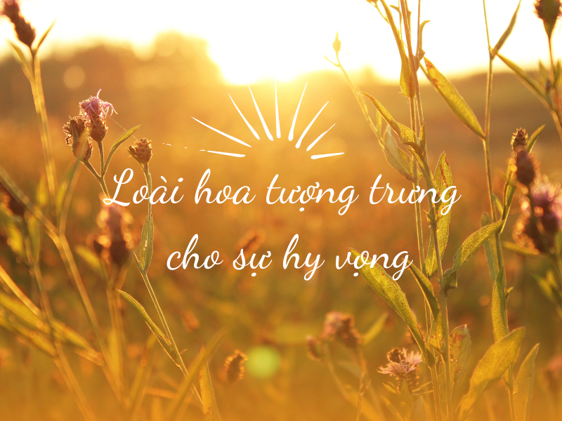 Top 5 Loài Hoa Tượng Trưng Cho Sự Hy Vọng Và Tự Do 2026