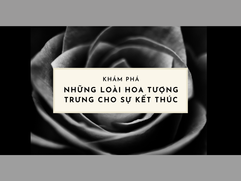 Những Loài Hoa Tượng Trưng Cho Sự Kết Thúc, Chia Ly 2026