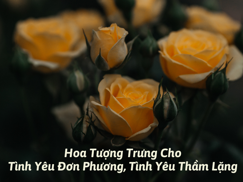 5 Loài Hoa Tượng Trưng Cho Tình Yêu Đơn Phương Thầm Lặng