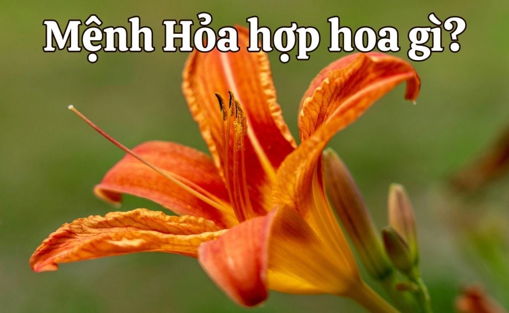 Mệnh hỏa hợp hoa gì? 30+ hoa và cây thu hút tài lộc, may mắn