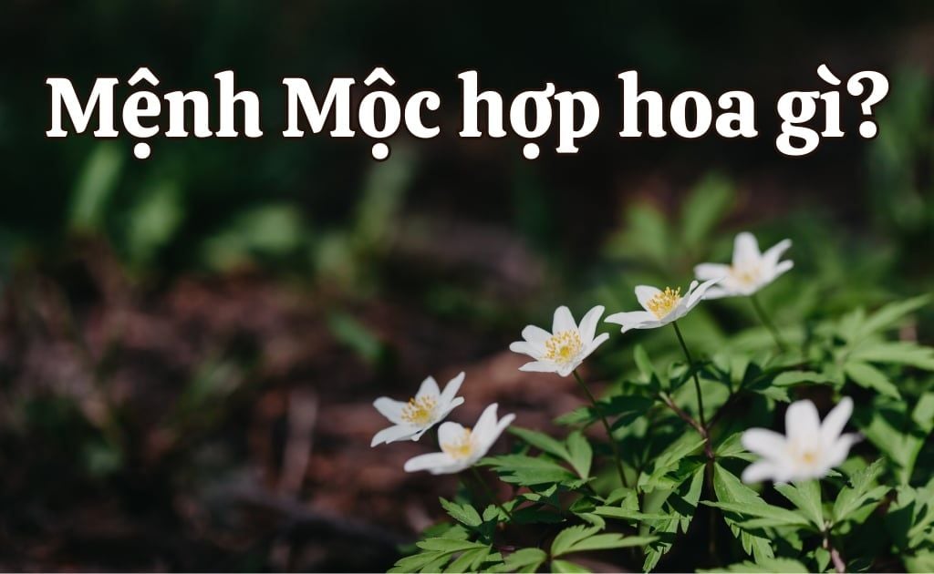 Mệnh mộc hợp hoa gì? Top 30 hoa, cây phong thuỷ hút tài lộc vượng khí
