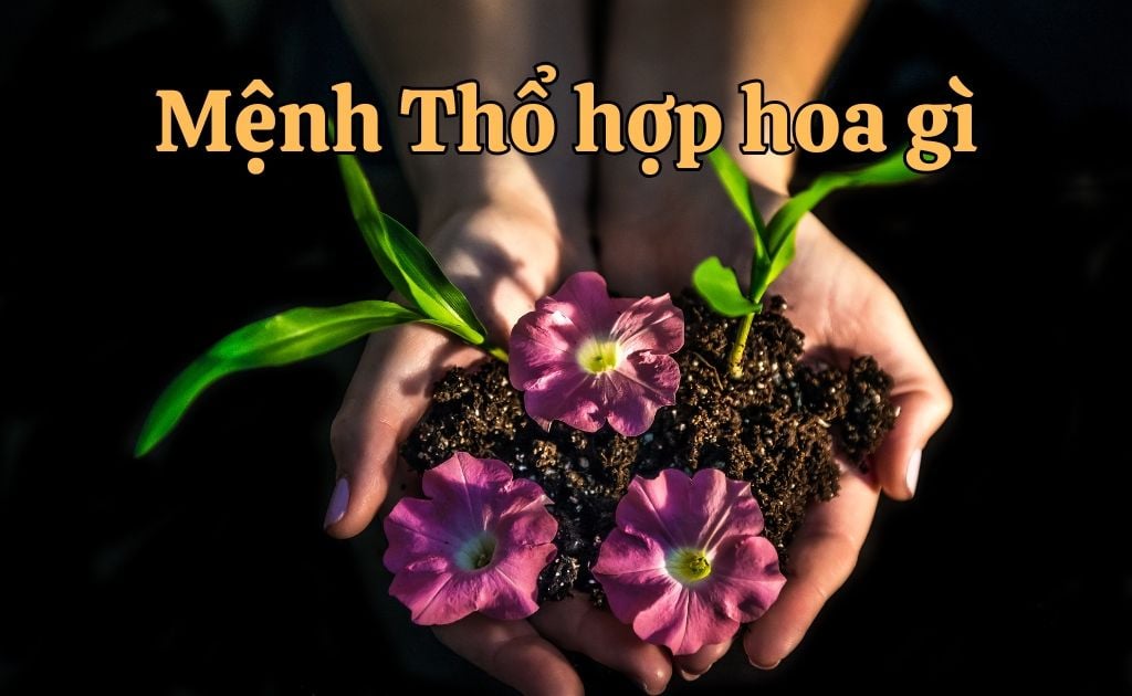 Mệnh Thổ hợp hoa gì? 25 Hoa, cây cảnh phong thủy hút tài lộc