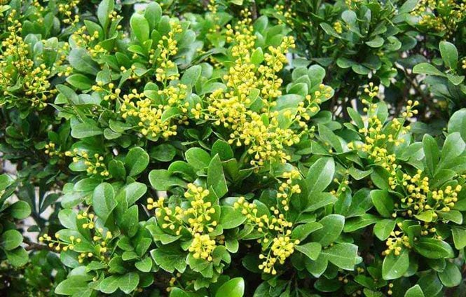 Khám phá ý nghĩa của hoa ngâu, cách trồng và chăm sóc hoa ngâu chuẩn