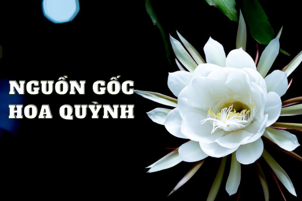 Hoa quỳnh: Ý nghĩa loài hoa nở về đêm, đặc điểm, cách trồng và chăm sóc