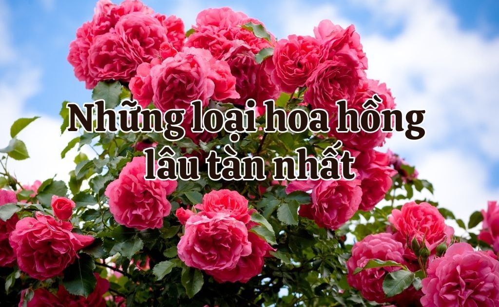 Top 15 loại hoa hồng lâu tàn nhất hiện nay, bền đẹp cả tuần