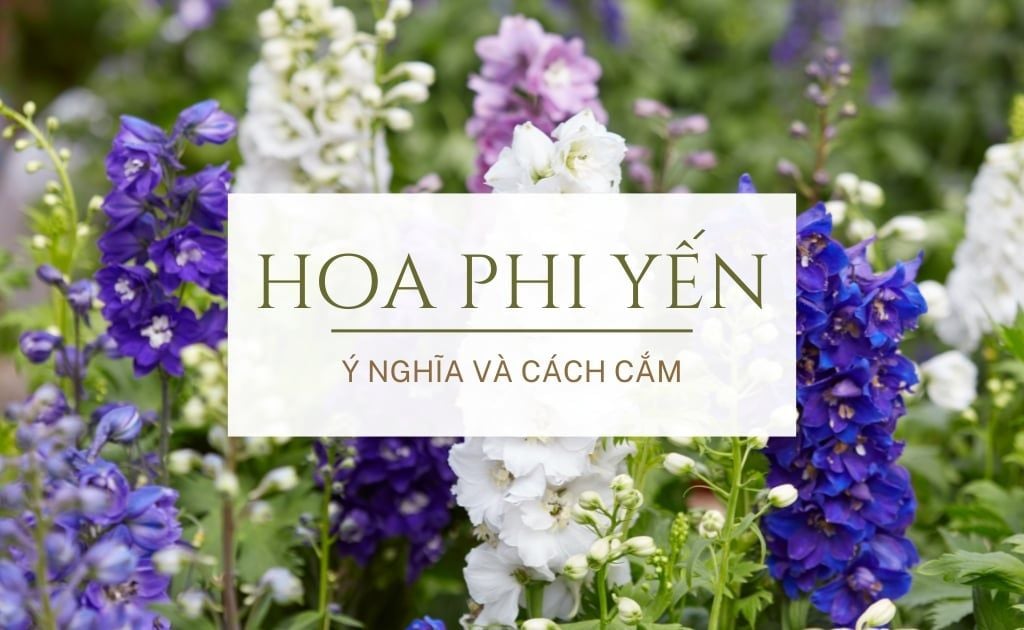 Hoa phi yến là gì? Ý nghĩa, cách cắm và chăm sóc hoa tươi lâu bền đẹp