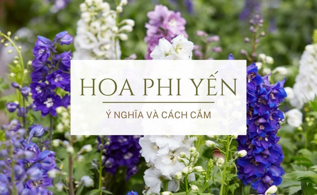 Hoa phi yến là gì? Ý nghĩa, cách cắm và chăm sóc hoa tươi lâu bền đẹp