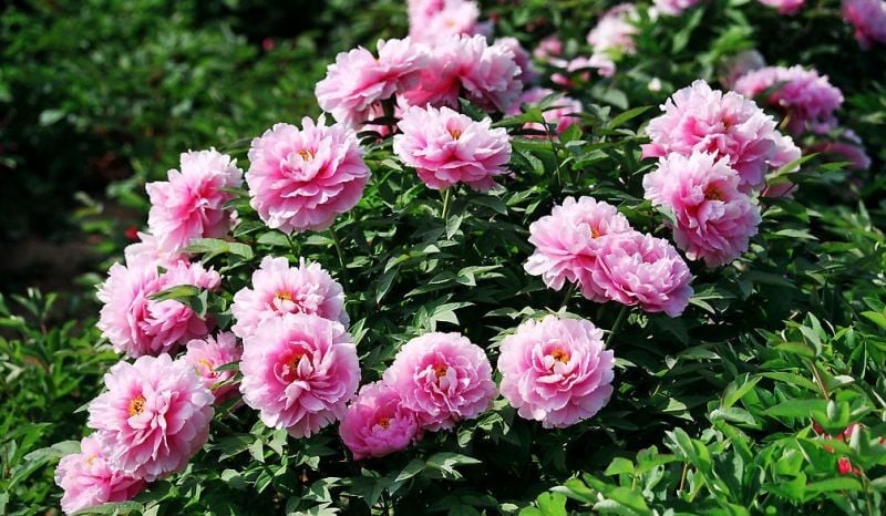 Quốc hoa của Trung Quốc là gì? Ý nghĩa hoa mẫu đơn