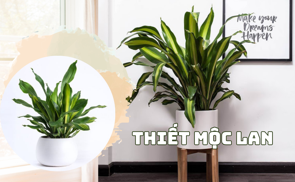 Hoa thiết mộc lan: Ý nghĩa phong thuỷ, cách trồng cây và công dụng