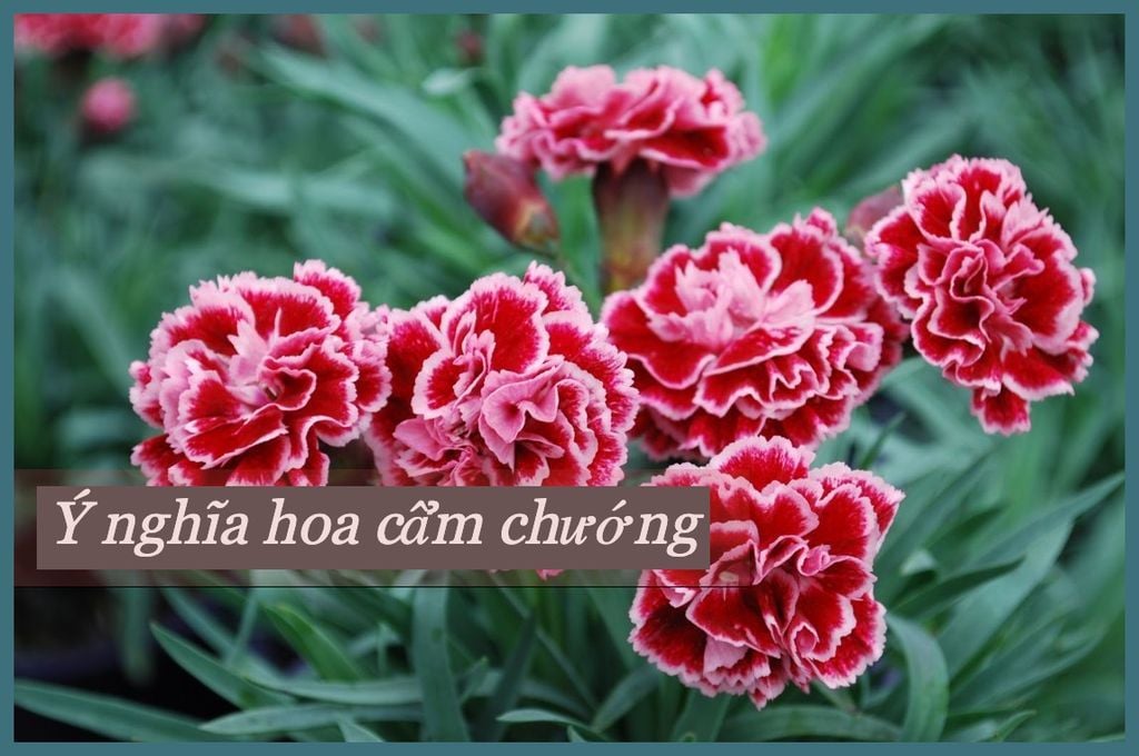 Ý nghĩa hoa cẩm chướng theo màu sắc, các loại hoa phăng tặng phù hợp