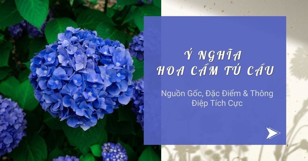 Ý nghĩa hoa cẩm tú cầu theo màu sắc: xanh dương, hồng, trắng chi tiết nhất