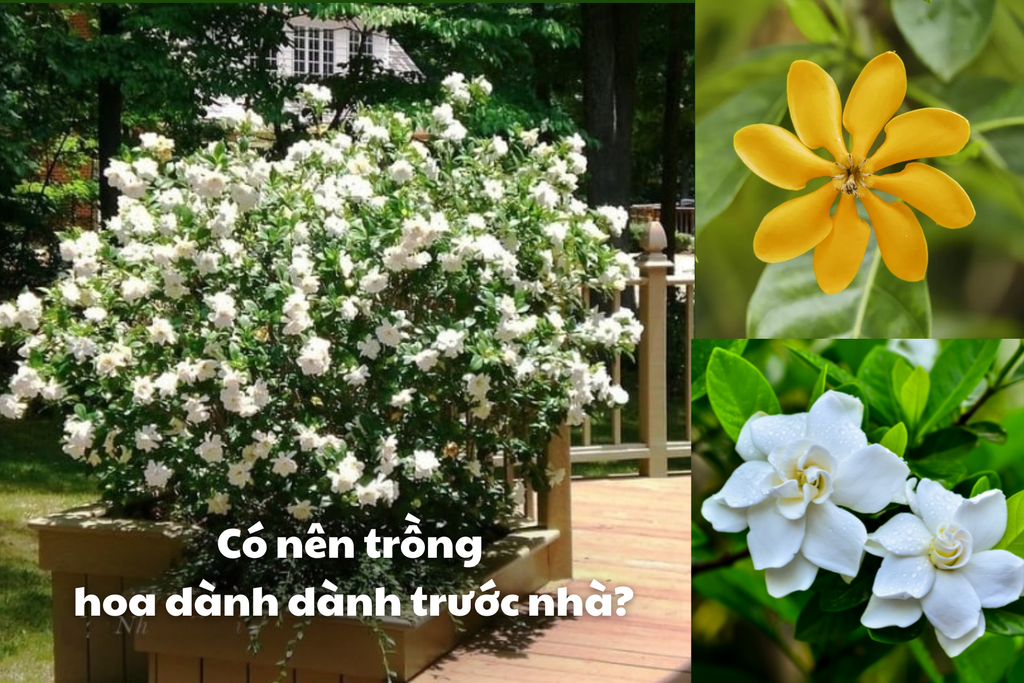 Hoa Dành Dành: Ý Nghĩa, Công Dụng, Có Nên Trồng Hoa Dành Dành Không?