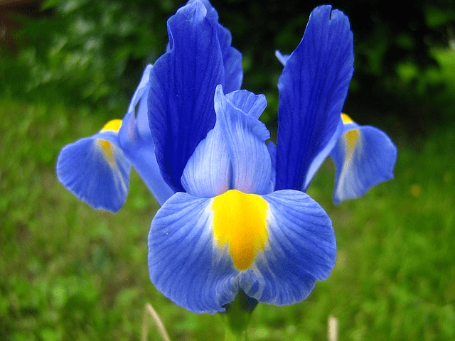 Top 08 loài hoa màu xanh dương đẹp lạ, ý nghĩa nhất – HoaĐẹp365