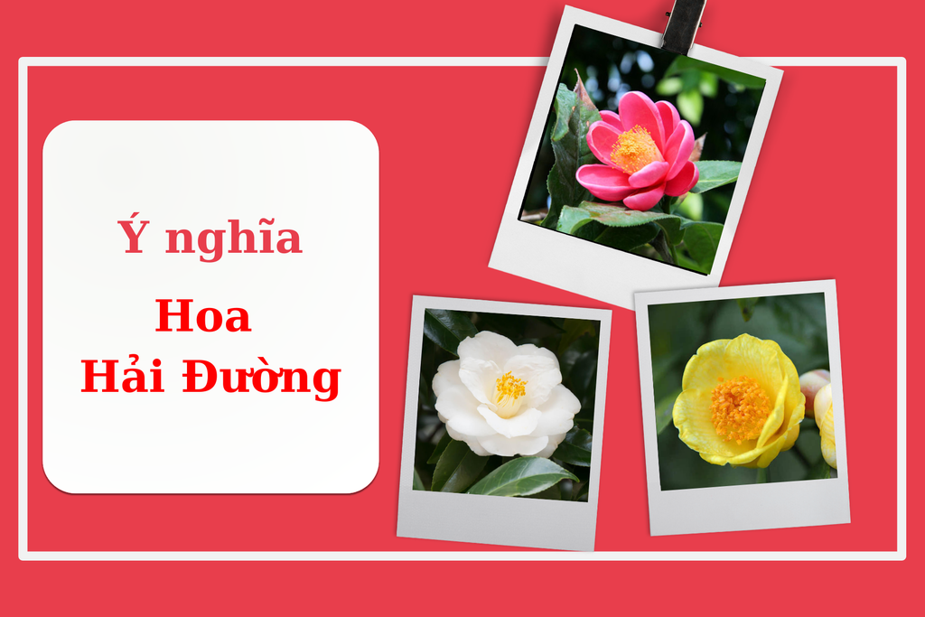 Ý nghĩa hoa Hải Đường, nguồn gốc, cách trồng và chăm sóc cây ra hoa đẹp