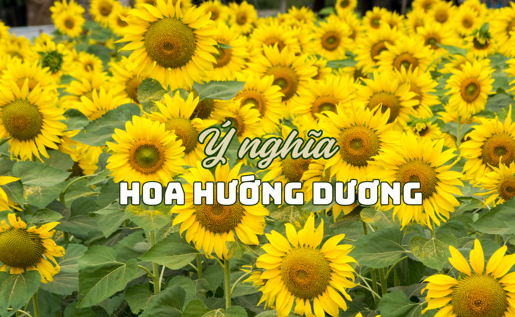 Ý nghĩa hoa hướng dương trong tình yêu, biểu tượng trong cuộc sống