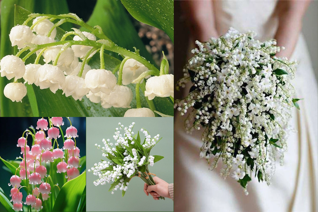 Ý Nghĩa Hoa Linh Lan Quý Hiếm, Biểu Tượng Tình Yêu, Sự Thịnh Vượng