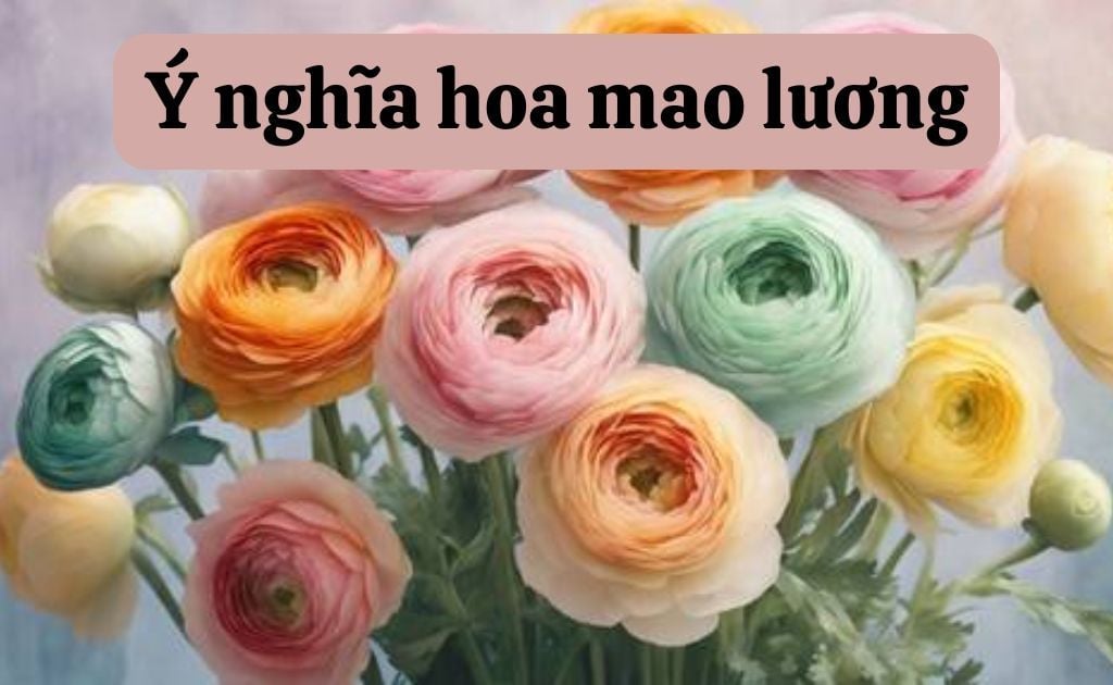 Ý nghĩa hoa mao lương theo màu sắc, vẻ đẹp truyền thuyết lãng mạn