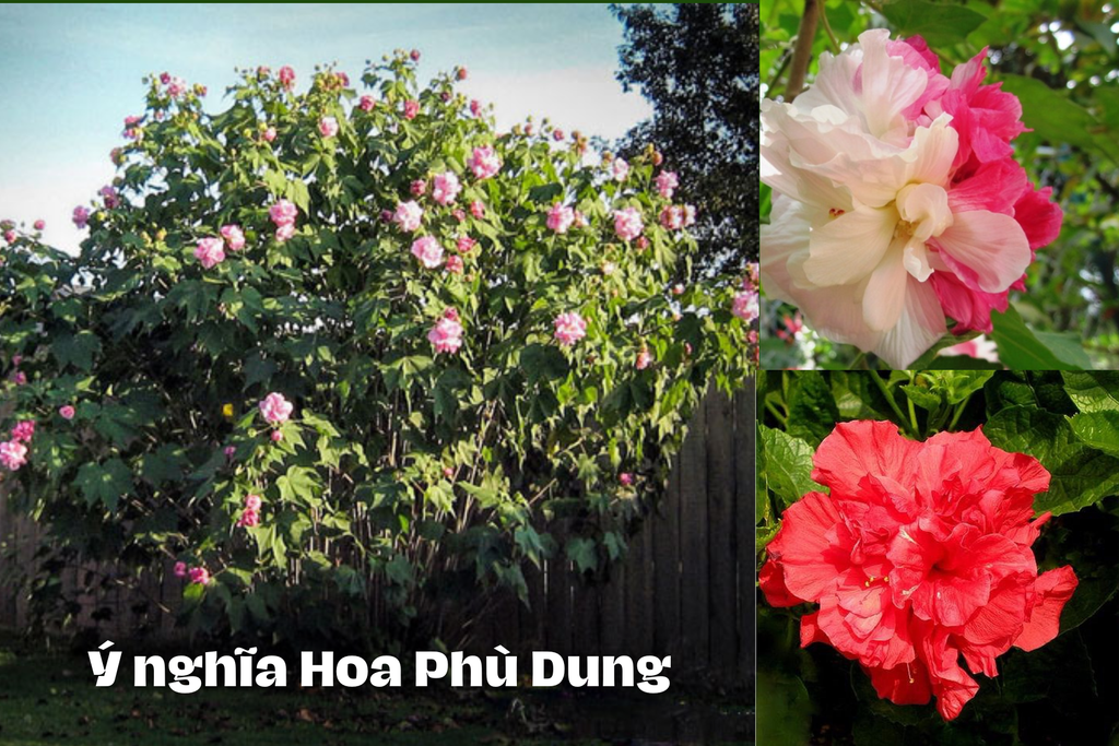Hoa Phù Dung: Ý Nghĩa, Công Dụng Bất Ngờ Cho Sức Khỏe