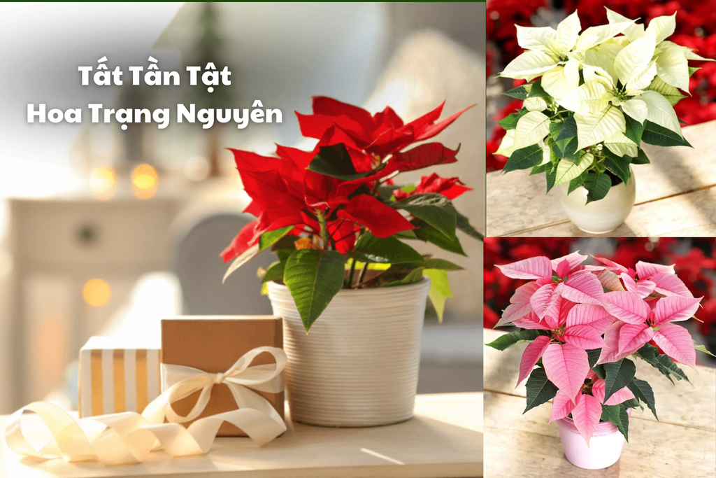 Ý Nghĩa Hoa Trạng Nguyên, Nguồn Gốc, Công Dụng Hình Ảnh Đẹp Nhất 2026
